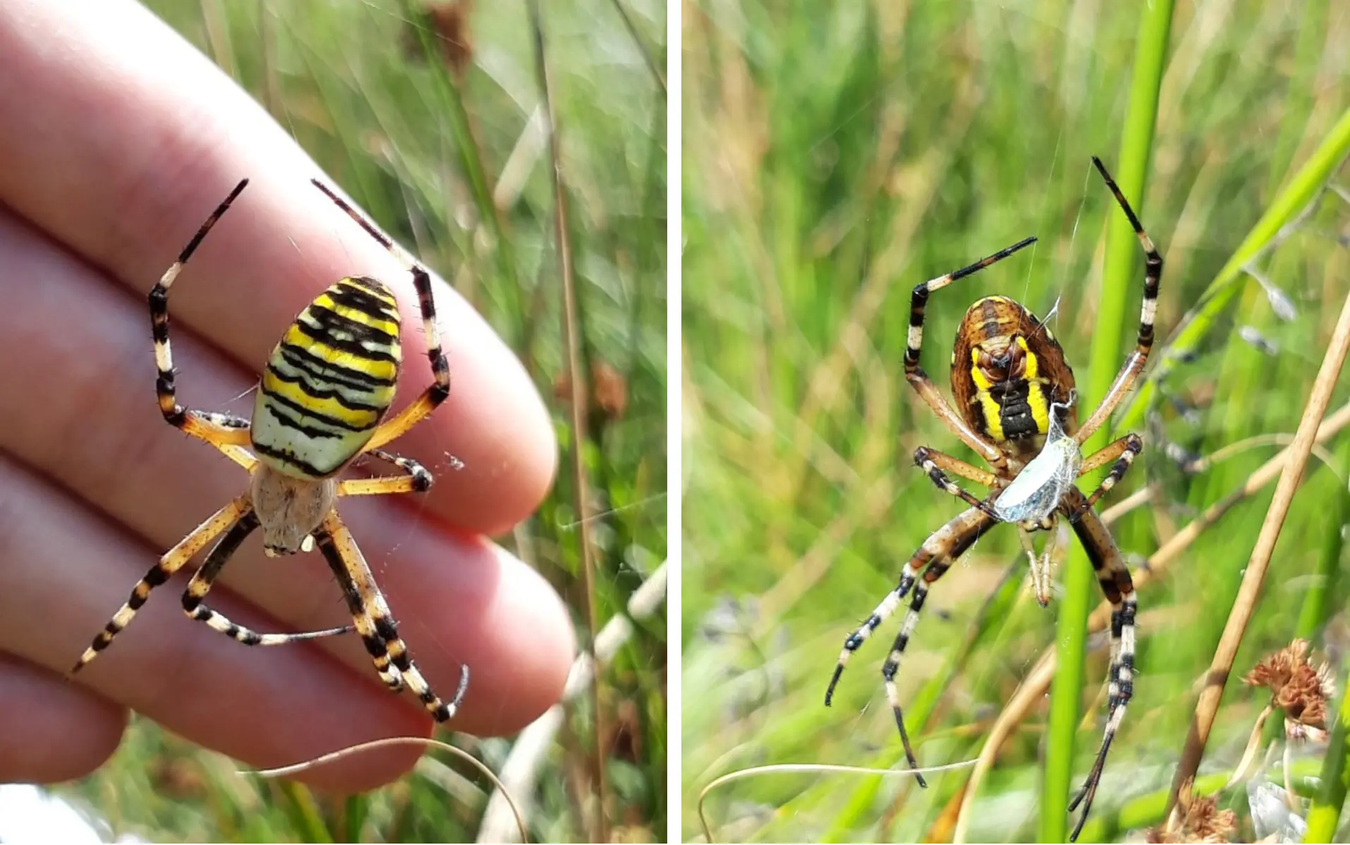 Adult female Wasp Spider © Matt Hampson